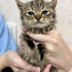 袋井動物病院日記