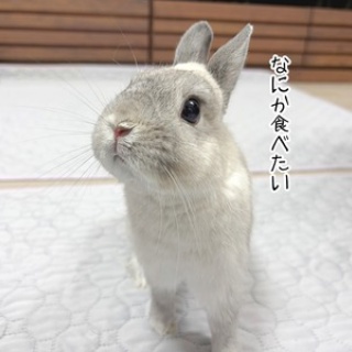 ブンチョ日誌
