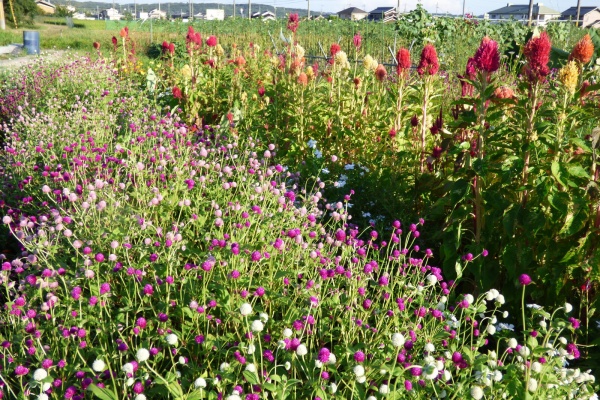 バド菜園 バドの自然と遊ぼうゆったり菜園らいふ 千日紅