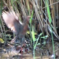 羽ばたく緋水鶏を撮る🪿（多々良沼公園）