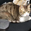 ひとりで寝たい気分の猫。