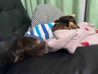 明日外来に突撃するぞ。