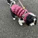 極寒の散歩と、毎日笑ってるシニア女子