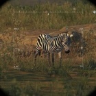 メタルギアソリッド5 Tpp 動画あり 残りやすいミッションタスク 完遂 トロフィー攻略 こつこつトロフィーコンプ