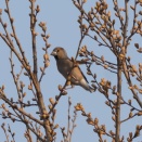 シメをこまぶら