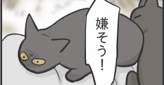 やっぱり猫同士くっつくのが嫌なアヤちゃん