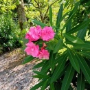 今ある「感謝」を熊手（くまで）で掻（か）き集めて生きてゆく。