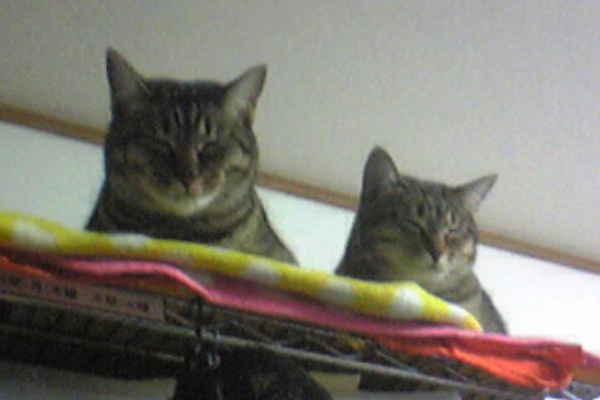 俺達みーもんずっ