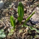 UCASKUMA：　ウェネネカイペ物語（３） 藤山ハル　 1970.3.28収録『日本民族音樂』より 翻譯　村崎恭子他 「６」