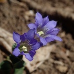 山の草木に息吹を与える風