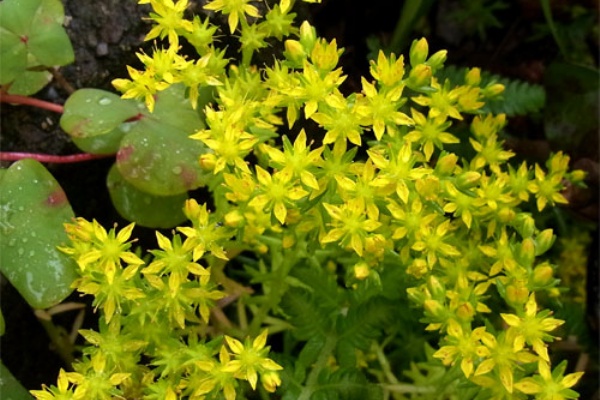 癒しの八丈島 帰化植物