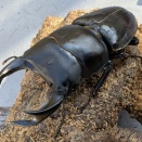 タイワンオオクワガタ台東縣南横栗園