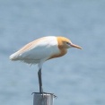 2026年5月20日の野鳥公園