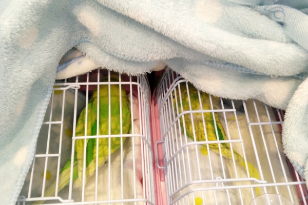 ココペリ☆プロフご確認くださいませ　 クローバーコア🍀 #clovercore