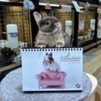 うさぎブログ　うさぎのしっぽ公式ブログ「日々しっぽ」