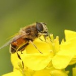 【閲覧注意】昨日蜜蜂に刺されてスレ立てしたものですが