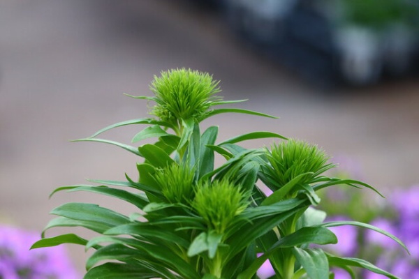 モナガーデン 中西園芸のblog 21