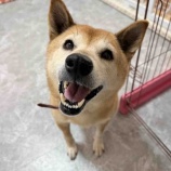 『モグラの山♪ 今日のよつばちゃん🍀』の画像