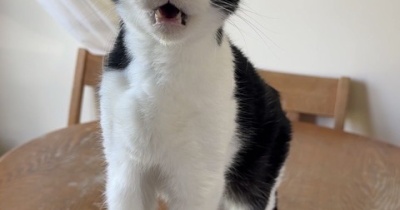 ◎日曜のにゃんこ594◎