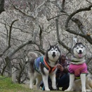 辰之介の日々 2019年3月（家に来て2181日目）