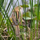 『投稿：BORG107FLによる野鳥～スズメっぽい鳥特集　2023/02/18』の画像