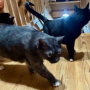 姉の家の猫が甘えてくれた話と名古屋でのランチ