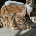 猫ちゃんて、陽の当たる場所を見つけるのが得意ですね