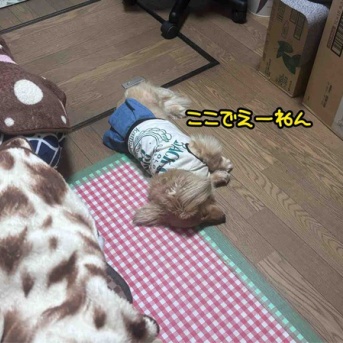 ひとりで寝れるもん。