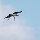 ニードルフィッシュ！