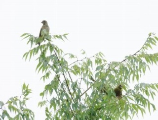 2026年7月12日の野鳥公園