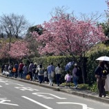 『2025.3.23　交流会「お花見」の報告』の画像