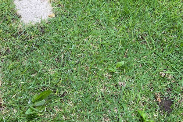 週末ガーデニング Dash庭 防除