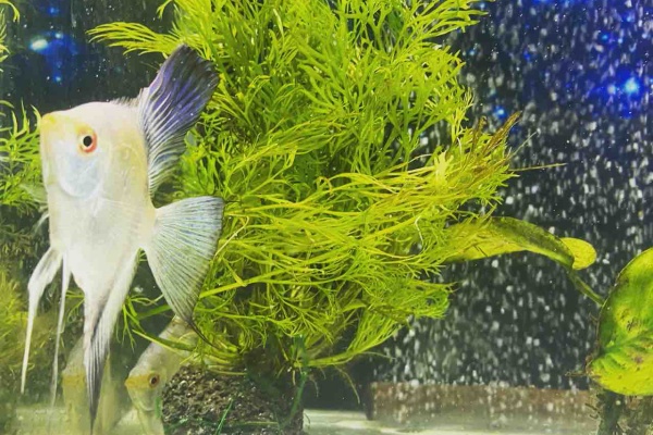 Mobi Aqua - エンゼル品種紹介🐟✨