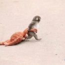 なぜ赤ちゃんザル「パンチ」は世界中の外国人を千葉に引き寄せたのか