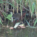 強風大荒れ‼️つがいのヒクイナを撮る🐦（多々良沼公園）