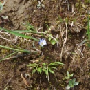 岩に張り付く早春の小花
