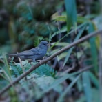 カメラ大好きおやじの野鳥と自然風景フォトアルバム