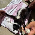 【たま様と癌🐱】とにかく水が好きになった最後の日々