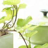 『検査の結果がどうあろうと』の画像