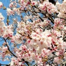 カラオケ発表会のお知らせ①