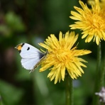 とりがあはっぴい