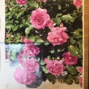 透明水彩画「薔薇の習作」～とはいえフワッとサラッとは魅力的