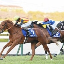 スターアニスとリリージョワが順調さを欠いて桜花賞回避か？