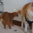 貫太のしっぽに付いていた何かが気になる猫