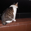 猫に小判を与えたら。 埋蔵金：千八百伍拾七両　そんなんやったらなんで戻るぅ？