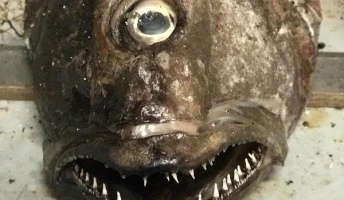 【画像】漁師が深海から引き上げた"奇妙な生物たち"がこちらwwwwwwwwwww