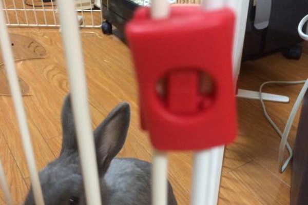 ウサコッツ飼育日記 15年10月