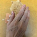 はむ。