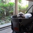なのちゃんの夏休み３日目と留守番のさっちゃんの事