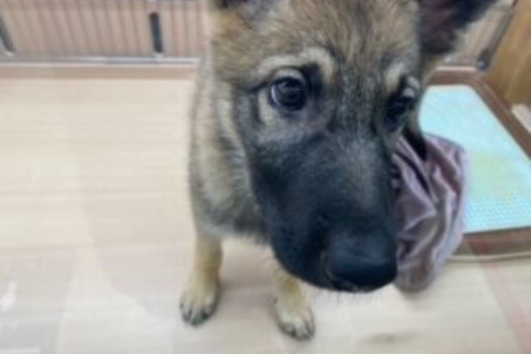 福島県白河市 ペットショップワンラブ カインズホーム白河モール店のスタッフブログ